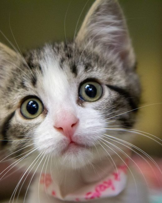 Dod and cat medisacation specials and offers