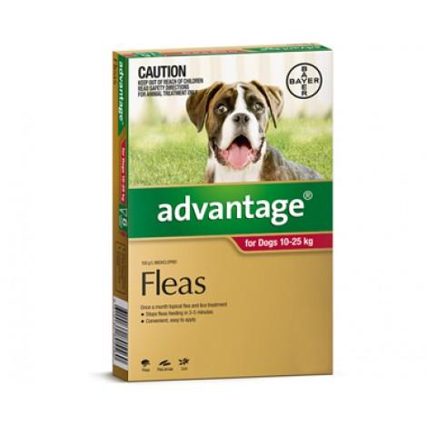 advantage_Large_Dog-1