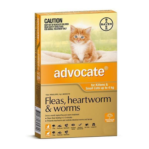 advocate-cat-small-orange__81260.1554391191_93a553db-b74e-49b8-913c-1c6aafdf45c8-1