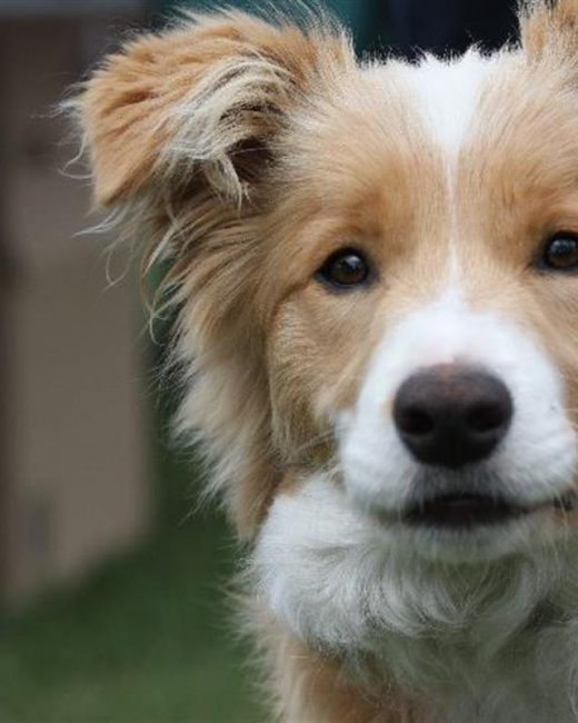 Dog flea protection